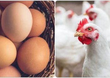 أسعار الفراخ البيضاء الخميس 6 نوفمبر 2025 في الأسواق المصرية