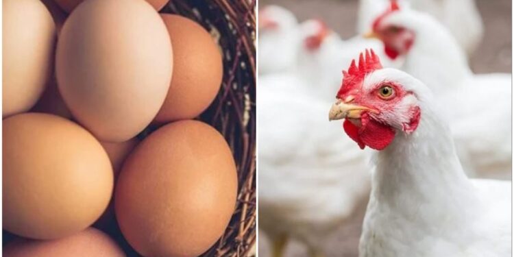 أسعار الفراخ البيضاء الخميس 6 نوفمبر 2025 في الأسواق المصرية 1 أسعار الفراخ البيضاء الخميس 6 نوفمبر 2025 في الأسواق المصرية