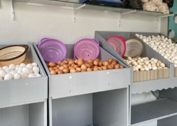 سعر كرتونة البيض اليوم بالأسواق يشهد هبوطًا مفاجئًا يفرح المستهلكين