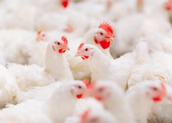 أسعار الدواجن البيضاء والبلدي اليوم الخميس 13 نوفمبر 2025 في المحلات