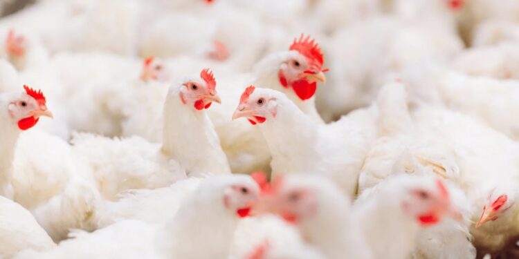 أسعار الدواجن البيضاء والبلدي اليوم الخميس 13 نوفمبر 2025 في المحلات