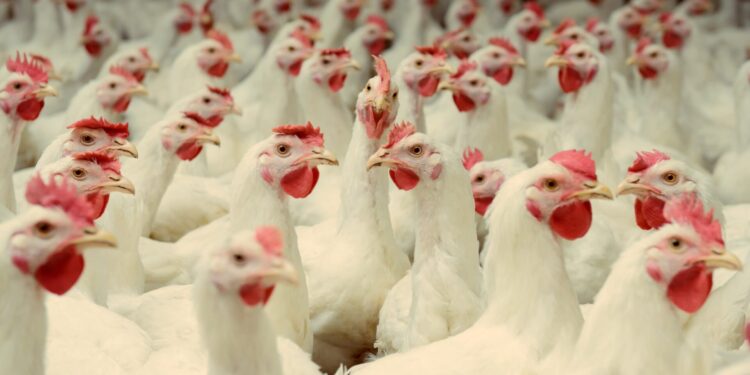 سعر الفراخ البيضاء اليوم الثلاثاء 25 نوفمبر.. إليك آخر تطورات أسعار الدواجن والبيض 1 سعر الفراخ البيضاء اليوم الثلاثاء 25 نوفمبر.. إليك آخر تطورات أسعار الدواجن والبيض