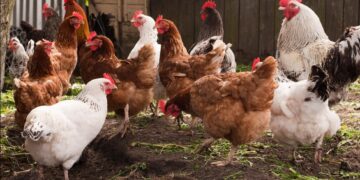 الدواجن اليوم في مصر.. أسعار الأربعاء 26 نوفمبر 2025