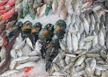 أسعار الأسماك الطازجة والجمبري اليوم الأربعاء 12 نوفمبر 2025 داخل الأسواق المحلية