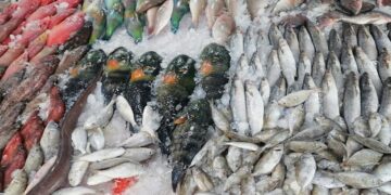 أسعار الأسماك الطازجة والجمبري اليوم الأربعاء 12 نوفمبر 2025 داخل الأسواق المحلية