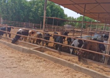 الإسماعيلية تنجح في تحصين 13.77% من الثروة الحيوانية ضد الحمى القلاعية في أسبوع