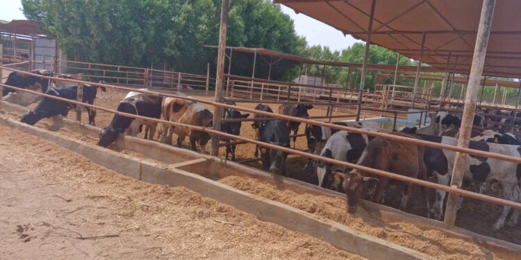 الإسماعيلية تنجح في تحصين 13.77% من الثروة الحيوانية ضد الحمى القلاعية في أسبوع