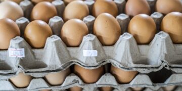 سعر البيض اليوم في مصر آخر التحديثات الاثنين 24 نوفمبر 2025