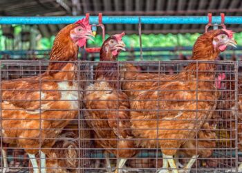 أسعار الدواجن والبيض تقرير شامل اليوم الأحد 9 نوفمبر 2025