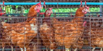 أسعار الدواجن والبيض تقرير شامل اليوم الأحد 9 نوفمبر 2025