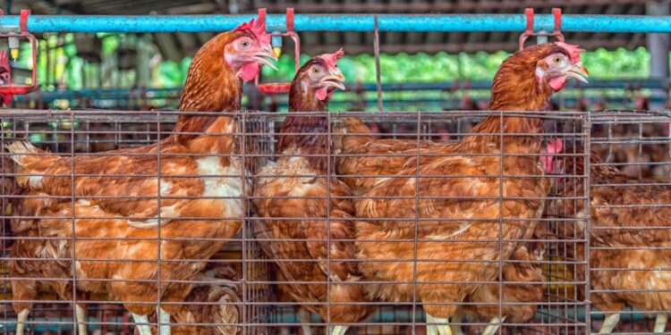 أسعار الدواجن والبيض تقرير شامل اليوم الأحد 9 نوفمبر 2025 1 أسعار الدواجن والبيض تقرير شامل اليوم الأحد 9 نوفمبر 2025