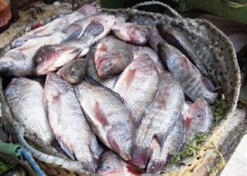 سعر البلطي اليوم الأحد 23 نوفمبر 2025.. 67.72 جنيه للكيلو