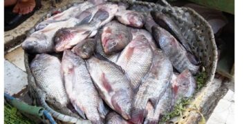 سعر البلطي اليوم الأحد 23 نوفمبر 2025.. 67.72 جنيه للكيلو