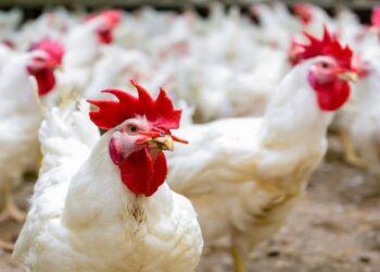 أسعار الفراخ البيضاء والدواجن اليوم الأحد 23 نوفمبر 2025 في مصر