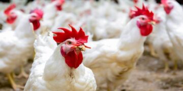 أسعار الفراخ البيضاء والدواجن اليوم الأحد 23 نوفمبر 2025 في مصر