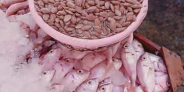 سعر السمك والجمبري اليوم الثلاثاء 25 نوفمبر 2025 في الأسواق المصرية