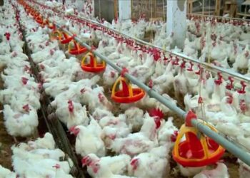 أسعار الدواجن والبيض في السوق المصري الأحد 30 نوفمبر 2025