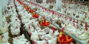 أسعار الدواجن والبيض في السوق المصري الأحد 30 نوفمبر 2025