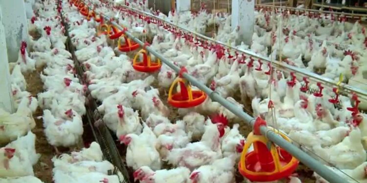 أسعار الدواجن والبيض في السوق المصري الأحد 30 نوفمبر 2025