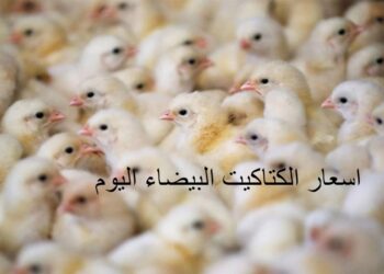 أسعار الفراخ والكتاكيت اليوم الأحد 2 نوفمبر 2025 في الأسواق المصرية