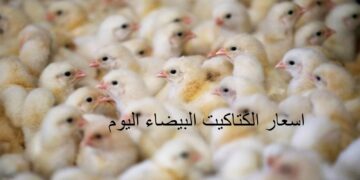 أسعار الفراخ والكتاكيت اليوم الأحد 2 نوفمبر 2025 في الأسواق المصرية