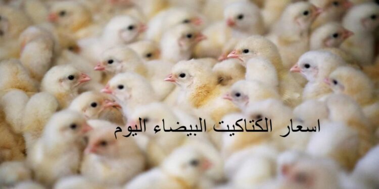 أسعار الفراخ والكتاكيت اليوم الأحد 2 نوفمبر 2025 في الأسواق المصرية