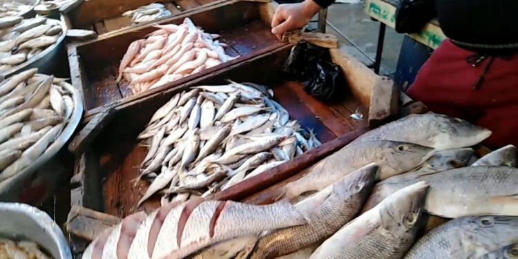 أسعار الأسماك والجمبري الطازج اليوم الأحد 16 نوفمبر 2025 في سوق العبور 1 أسعار الأسماك والجمبري الطازج اليوم الأحد 16 نوفمبر 2025 في سوق العبور