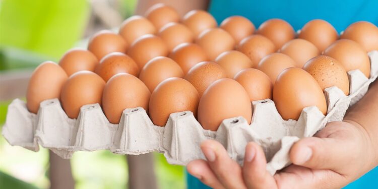 أسعار البيض في مصر اليوم الأربعاء 19 نوفمبر 2025