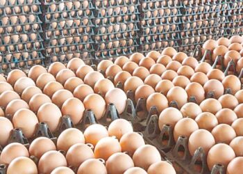 أسعار البيض اليوم.. أحدث تحديث الخميس 27 نوفمبر 2025