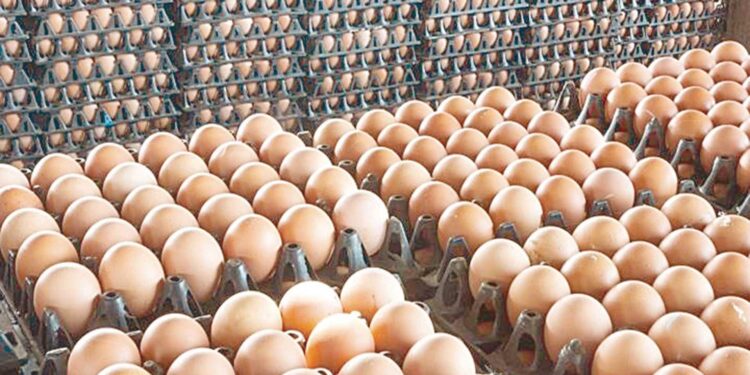 أسعار البيض اليوم.. أحدث تحديث الخميس 27 نوفمبر 2025 1 أسعار البيض اليوم.. أحدث تحديث الخميس 27 نوفمبر 2025