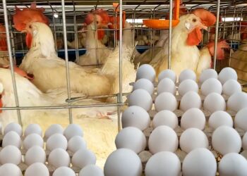 أسعار الدواجن والبيض اليوم.. تعرف على سعر الفراخ البيضاء الأحد 16 نوفمبر 2025