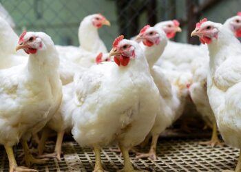 أسعار الفراخ البيضاء والحمراء والبيض اليوم الأربعاء 12 نوفمبر 2025