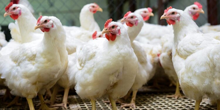 أسعار الفراخ البيضاء والحمراء والبيض اليوم الأربعاء 12 نوفمبر 2025