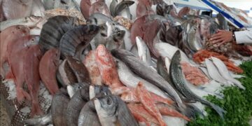 أسعار السمك والجمبري اليوم الأربعاء 17 ديسمبر 2025 الأسواق المصرية