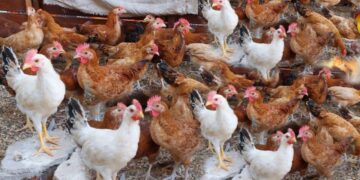 أسعار الدواجن والبيض تشهد هدوءًا اليوم السبت 13 ديسمبر 2025 11 أسعار الدواجن والبيض تشهد هدوءًا اليوم السبت 13 ديسمبر 2025