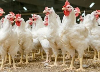 سعر الفراخ البيضاء والبيض اليوم الأحد 21 ديسمبر 2025 في الأسواق والبنوك