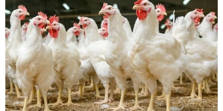 سعر الفراخ البيضاء والبيض اليوم الأحد 21 ديسمبر 2025 في الأسواق والبنوك