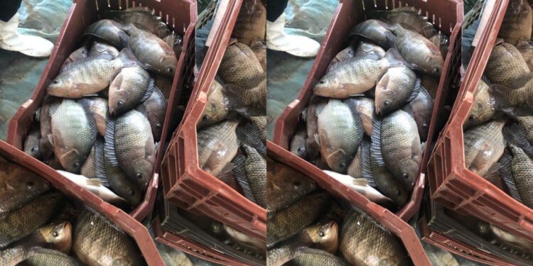 أسعار الأسماك والجمبري في مصر.. الكابوريا بـ170 جنيهًا اليوم الثلاثاء