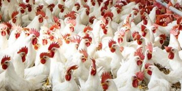 أسعار الفراخ والبيض في السوق المصرية اليوم 3 ديسمبر 2025 3 أسعار الفراخ والبيض في السوق المصرية اليوم 3 ديسمبر 2025