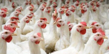 أسعار الفراخ والبيض اليوم الأربعاء.. أبرز التحديثات 10 ديسمبر 2025