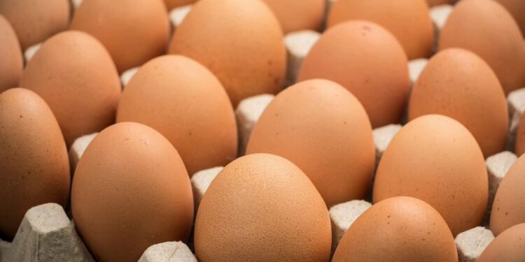 أسعار البيض المحلي والمستورَد اليوم الاثنين 15 ديسمبر 2025 1 أسعار البيض المحلي والمستورَد اليوم الاثنين 15 ديسمبر 2025