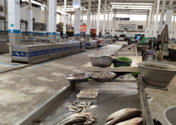 سوق السمك اليوم الثلاثاء 9 ديسمبر 2025.. أسعار البوري والجمبري والأنواع الأخرى 2 سوق السمك اليوم الثلاثاء 9 ديسمبر 2025.. أسعار البوري والجمبري والأنواع الأخرى