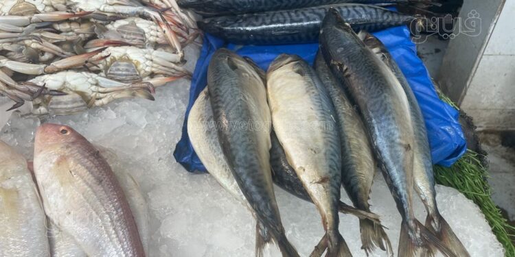 أسعار السمك اليوم السبت 13 ديسمبر 2025 في السوق المحلي 1 أسعار السمك اليوم السبت 13 ديسمبر 2025 في السوق المحلي