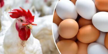 أسعار الدواجن اليوم انخفاض الفراخ البيضاء واستقرار البيض والساسو بالأسواق
