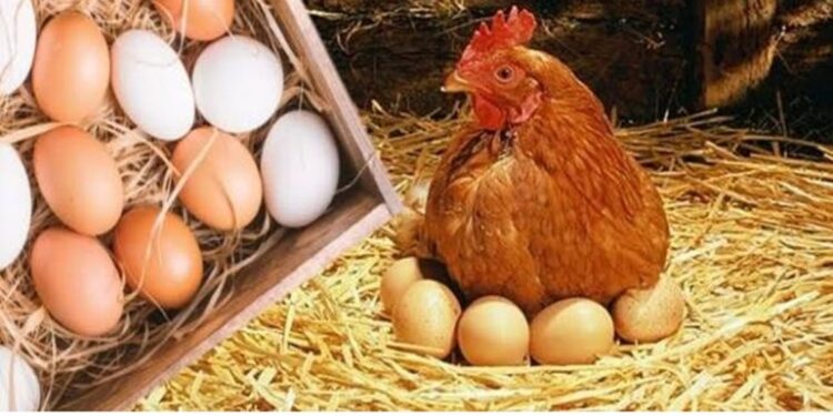 الفراخ البيضاء والبيض اليوم الثلاثاء 16 ديسمبر 2025.. الأسعار الجديدة