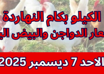 أسعار بورصة الدواجن اليوم الأحد 7 ديسمبر