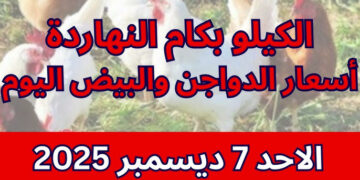 أسعار بورصة الدواجن اليوم الأحد 7 ديسمبر