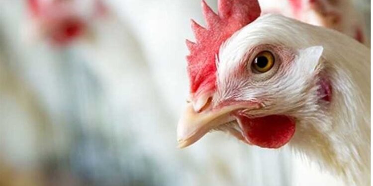 أسعار الفراخ البيضاء اليوم السبت 3 يناير 2026 وسط تساؤلات عن سعر الأمهات