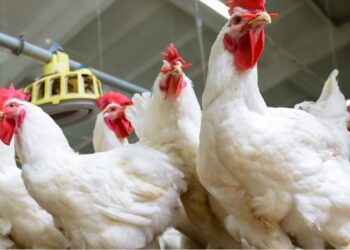 أسعار الدواجن في رمضان فهل نقترب من حاجز 100 جنيه؟