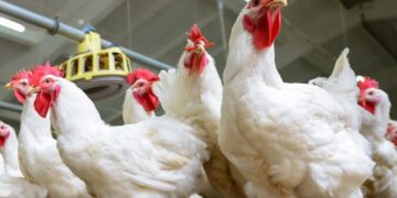 أسعار الدواجن في رمضان فهل نقترب من حاجز 100 جنيه؟